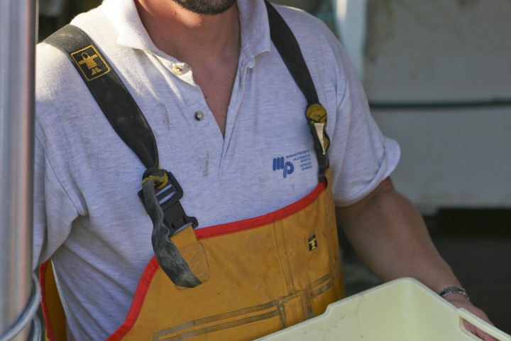 Bellaria Igea Marina, pesce al porto photos de PH. Paritani