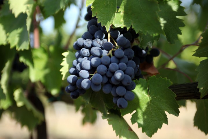 Grapes, Coriano photo by PH. Paritani