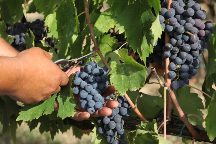 Grape harvest, Coriano photo by PH. Paritani