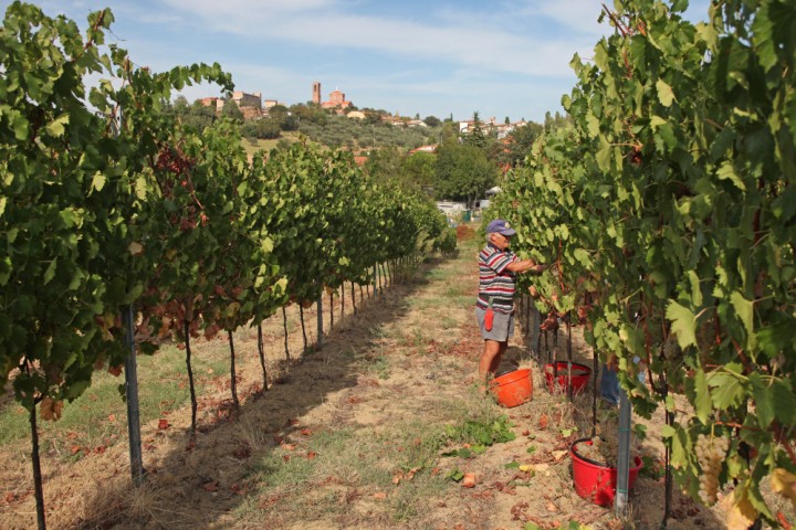 Grape harvest, Coriano photo by PH. Paritani