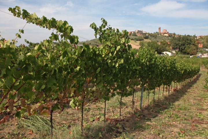 Countryside, Coriano photo by PH. Paritani