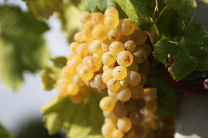 Grape harvest, Coriano photo by PH. Paritani