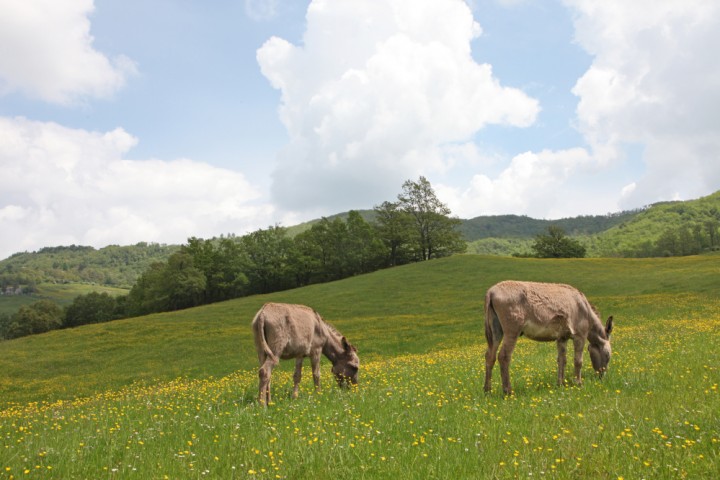 Sant'Agata Feltria, campagna foto di PH. Paritani