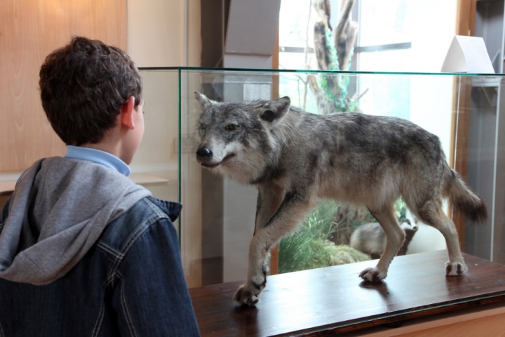 Pennabilli, museo naturalistico Foto(s) von PH. Paritani