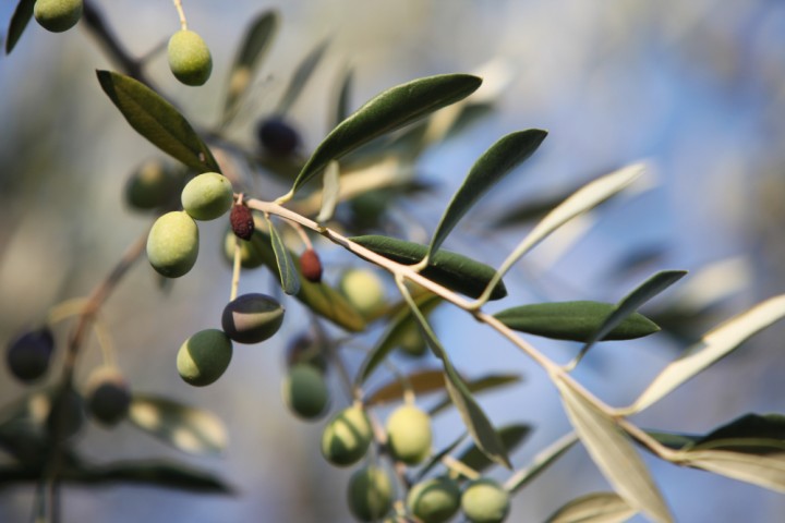 Olives, Coriano photo by PH. Paritani