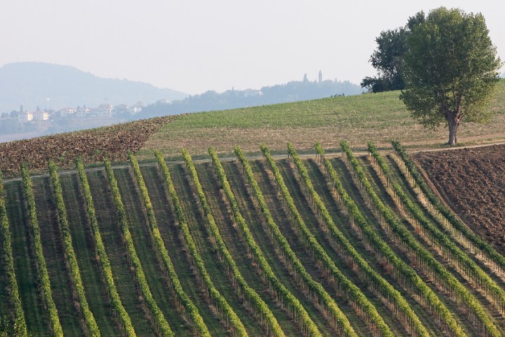 Campagna, Coriano Foto(s) von PH. Paritani