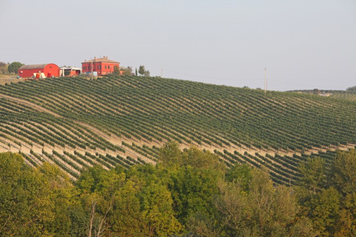 Campagna, Coriano foto di PH. Paritani