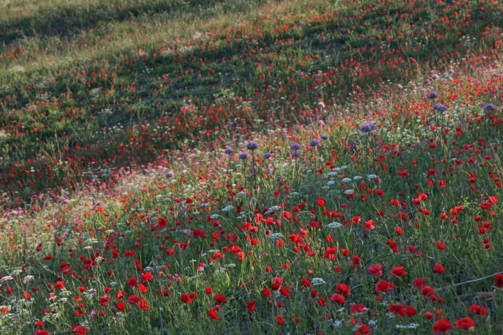 Talamello, la campagna foto di PH. Paritani
