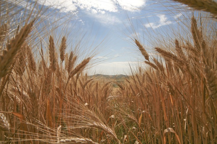 Countryside, San Giovanni in Marignano photo by PH. Paritani