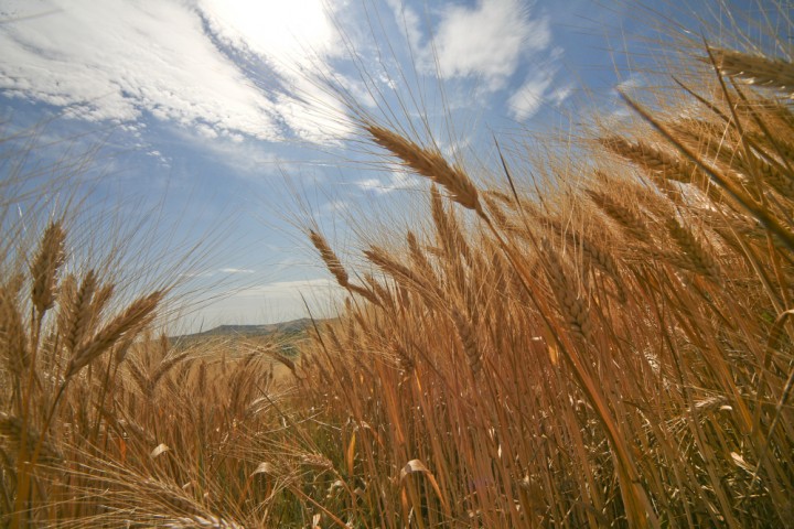 Countryside, San Giovanni in Marignano photo by PH. Paritani