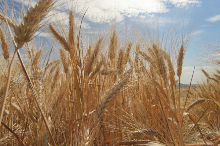 Countryside, San Giovanni in Marignano photo by PH. Paritani