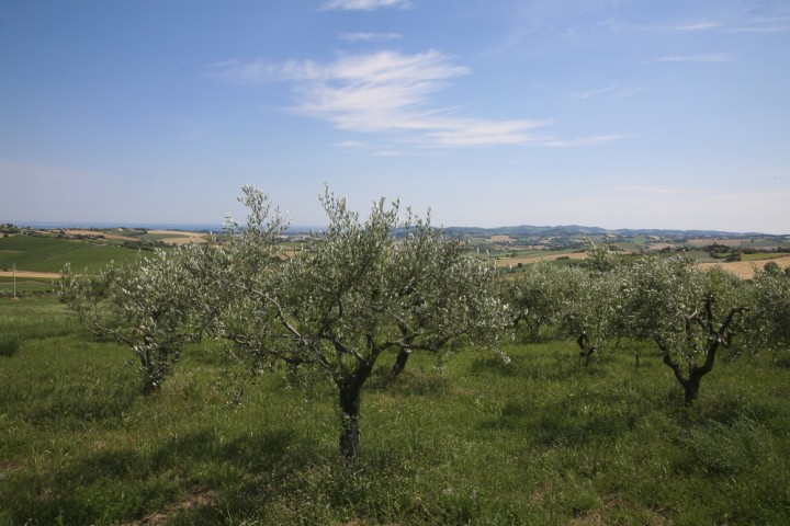 Countryside, San Giovanni in Marignano photo by PH. Paritani