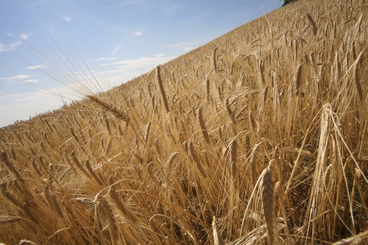 Countryside, San Giovanni in Marignano photo by PH. Paritani