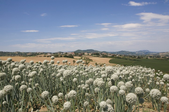 Countryside, San Giovanni in Marignano photo by PH. Paritani