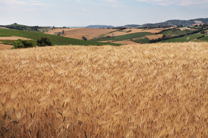 Countryside, San Giovanni in Marignano photo by PH. Paritani