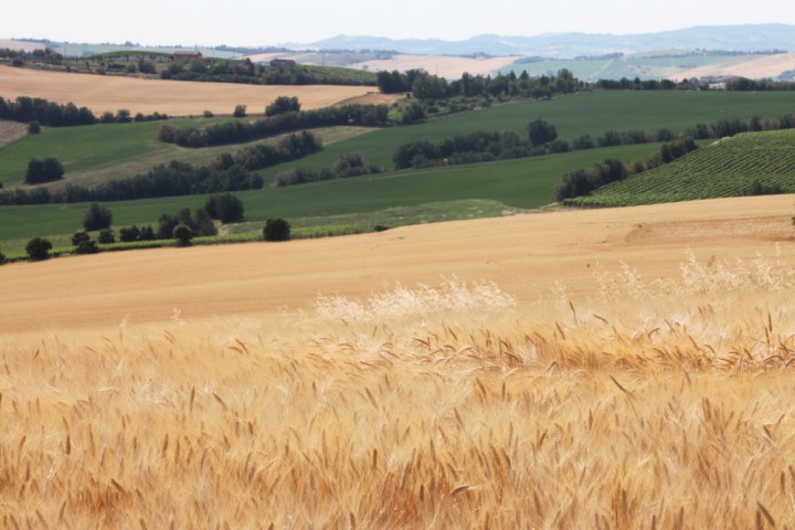 Countryside, San Giovanni in Marignano photo by PH. Paritani