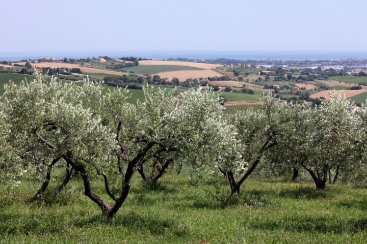 Countryside, San Giovanni in Marignano photo by PH. Paritani