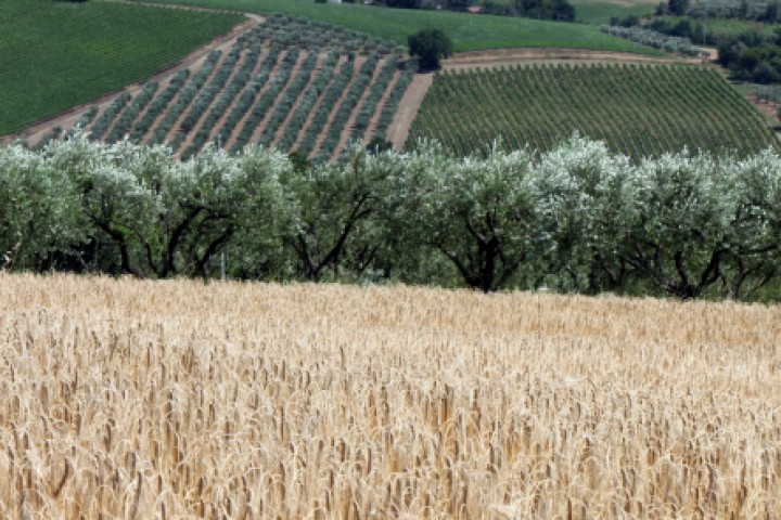 Countryside, San Giovanni in Marignano photo by PH. Paritani