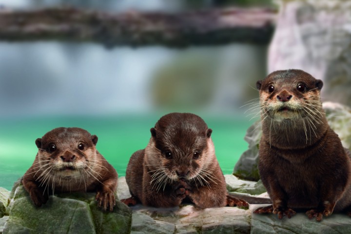 otters, Cattolica Aquarium c/o "Le Navi" park photo by Archivio Provincia di Rimini