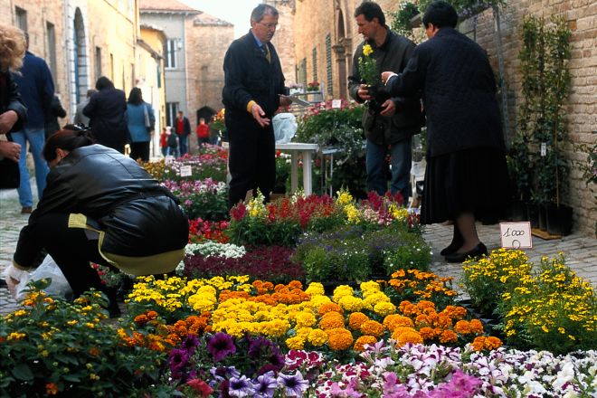Fiori, Santarcangelo di Romagna foto di T. Mosconi