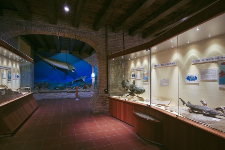 Museo paleontologico, Mondaino foto di PH. Paritani