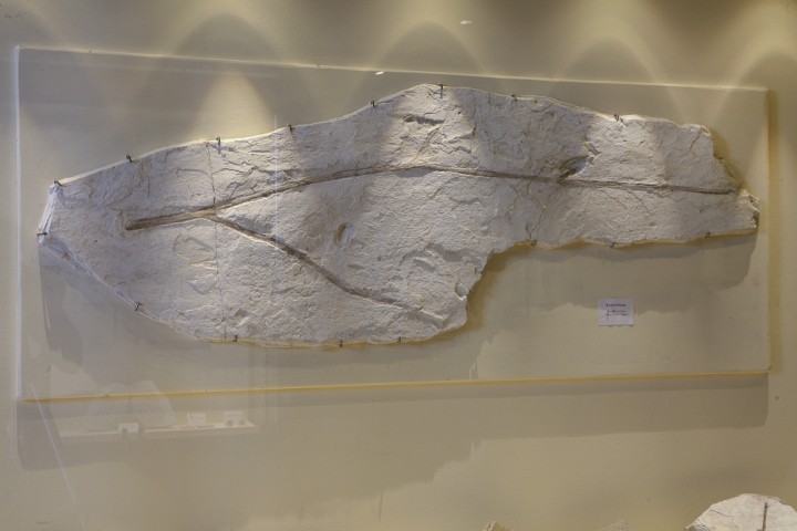 Palaeontology Museum, Mondaino photo by PH. Paritani