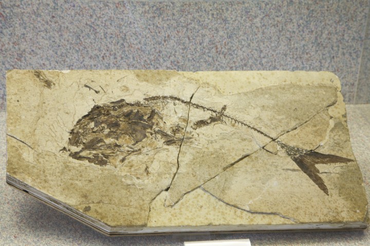 Palaeontology Museum, Mondaino photo by PH. Paritani