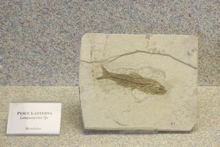 Palaeontology Museum, Mondaino photo by PH. Paritani