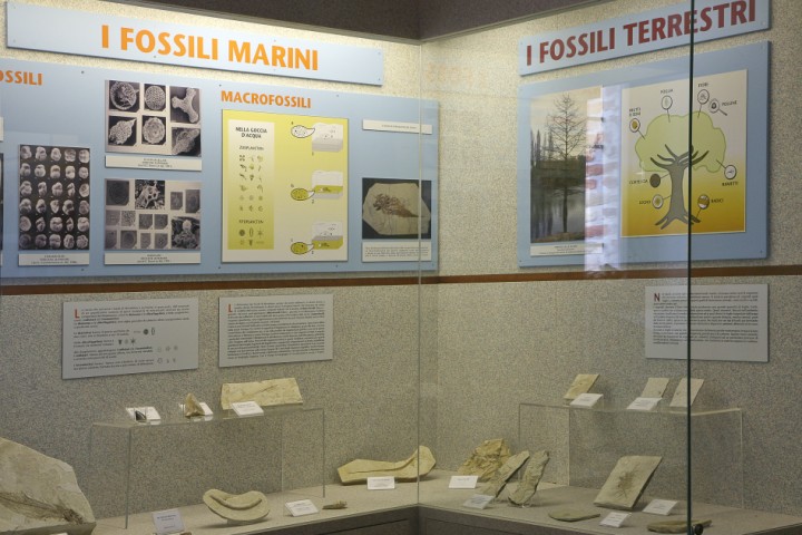 Palaeontology Museum, Mondaino photo by PH. Paritani