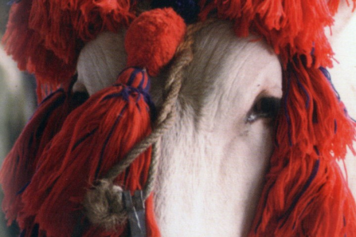 Cow, ancient Fair of St. Gregory, Morciano di Romagna photo by Archivio Provincia di Rimini