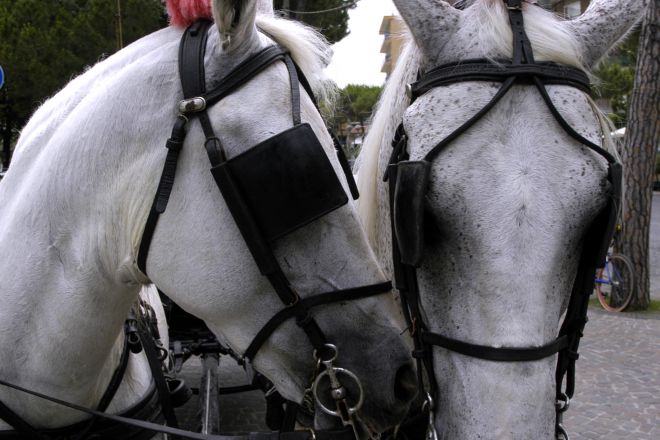 Cavalli agghindati per la Notte Rosa photos de R. Gallini