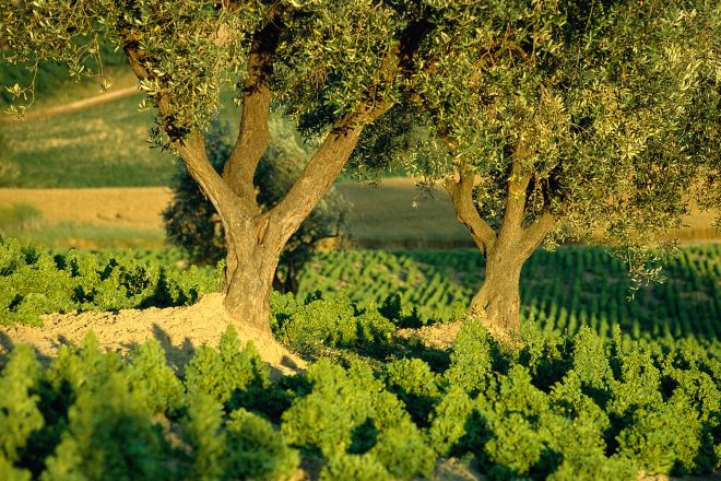 ulivi foto di T. Mosconi