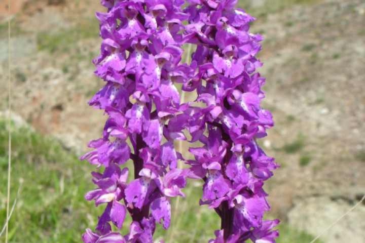 Parco naturale del Sasso Simone e Simoncello. Un orchidea foto di Archivio fotografico Parco Sasso Simone