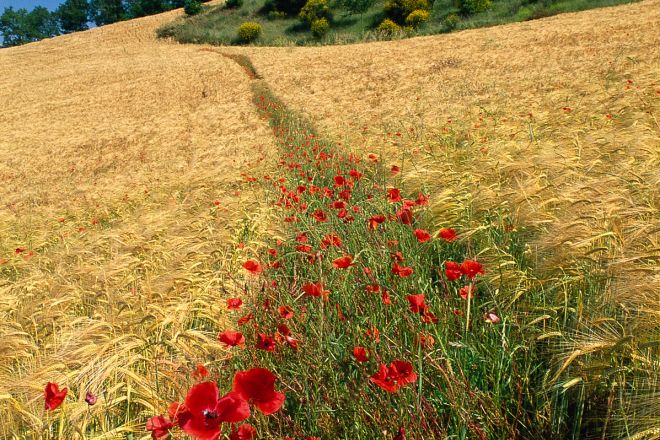 Campo di grano Foto(s) von R. Masi