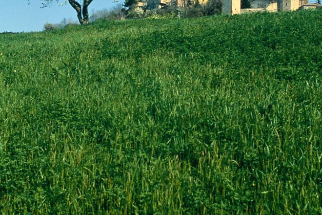 Veduta della rocca di Montefiore Foto(s) von T. Mosconi