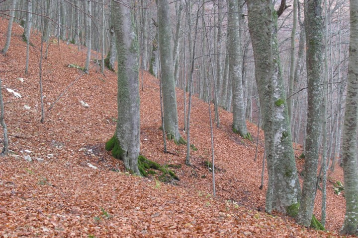 Parco naturale del Sasso Simone e Simoncello foto di Archivio fotografico Parco Sasso Simone