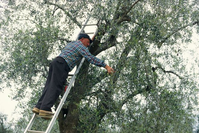 Olive photos de T. Mosconi