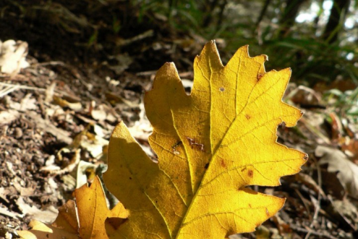 Parco naturale del Sasso Simone e Simoncello. Autunno Foto(s) von Archivio fotografico Parco Sasso Simone