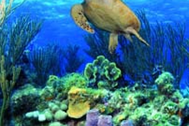 Cattolica, Acquario Le Navi foto di Archivio fotografico Acquario Le Navi