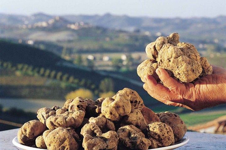 tartufo pregiato, Sant'AgataFeltria foto di Archivio Provincia di Rimini