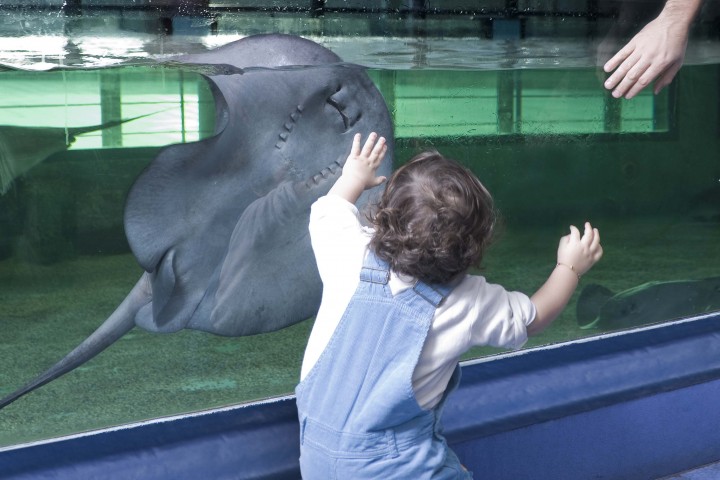 Cattolica, Acquario Le Navi foto di Archivio fotografico Acquario Le Navi
