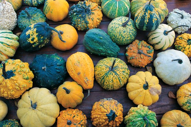 Zucche Foto(s) von L. Bottaro