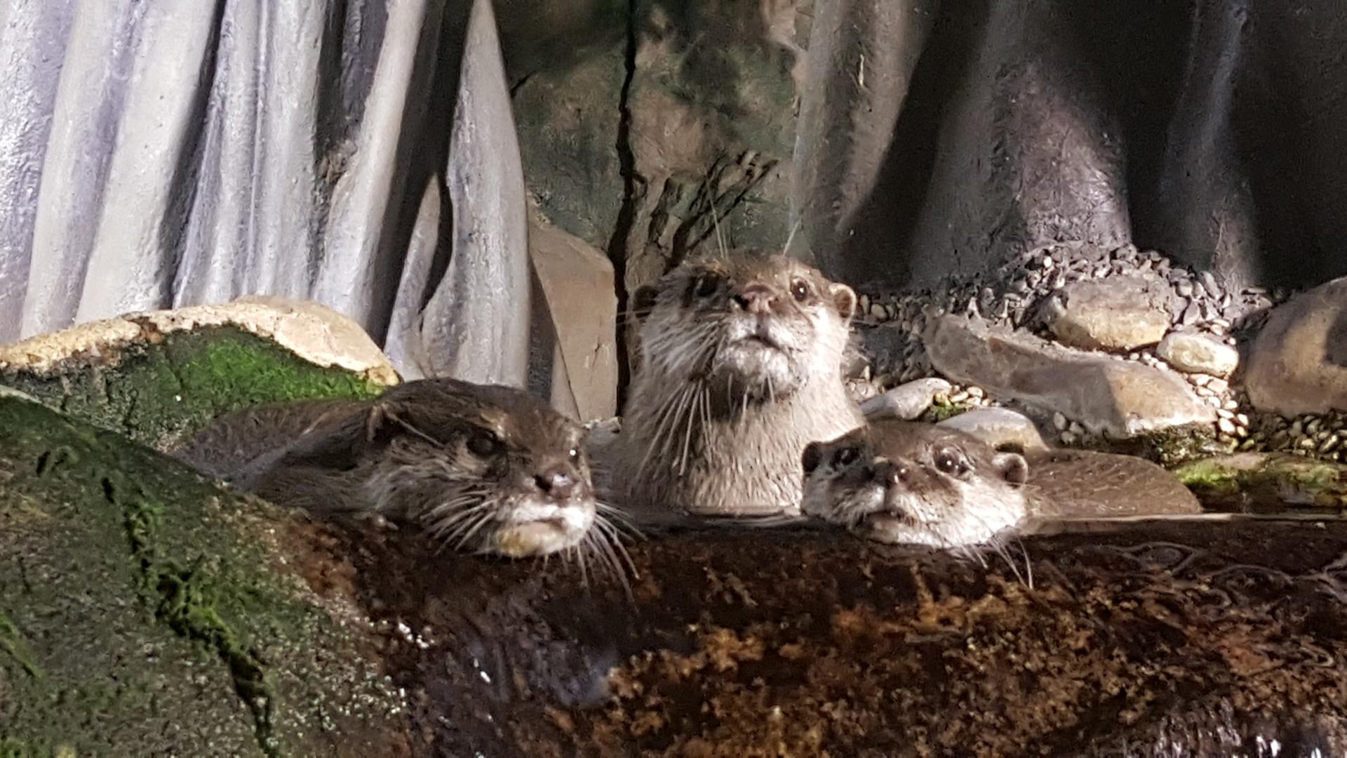 Acquario di Cattolica | le lontre foto di Costa Parchi